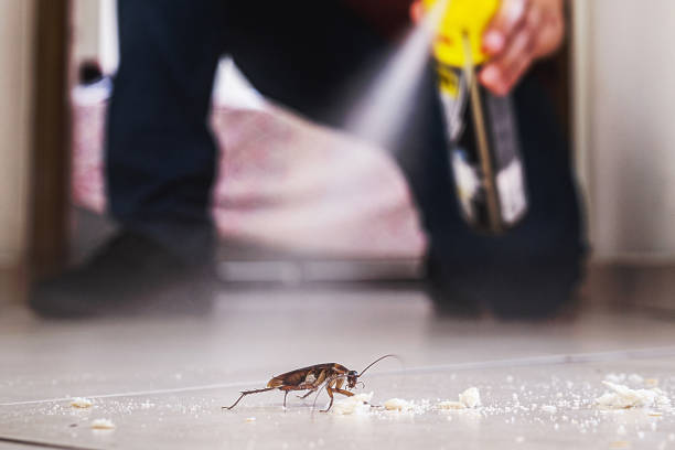 Best Wasp Removal Services  in Cambridge, MD